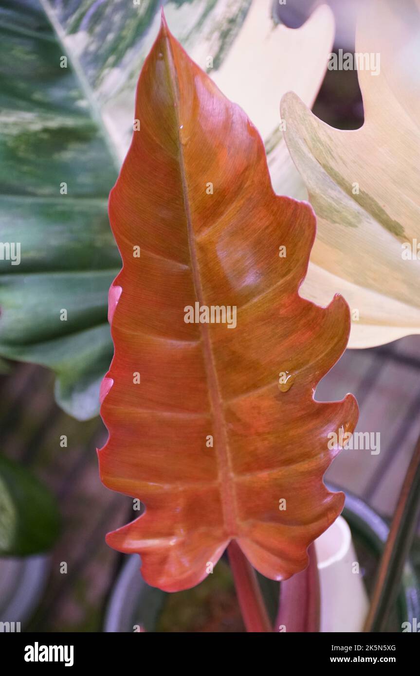 Stunning red leaf of Philodendron Caramel Marble, a rare and expensive