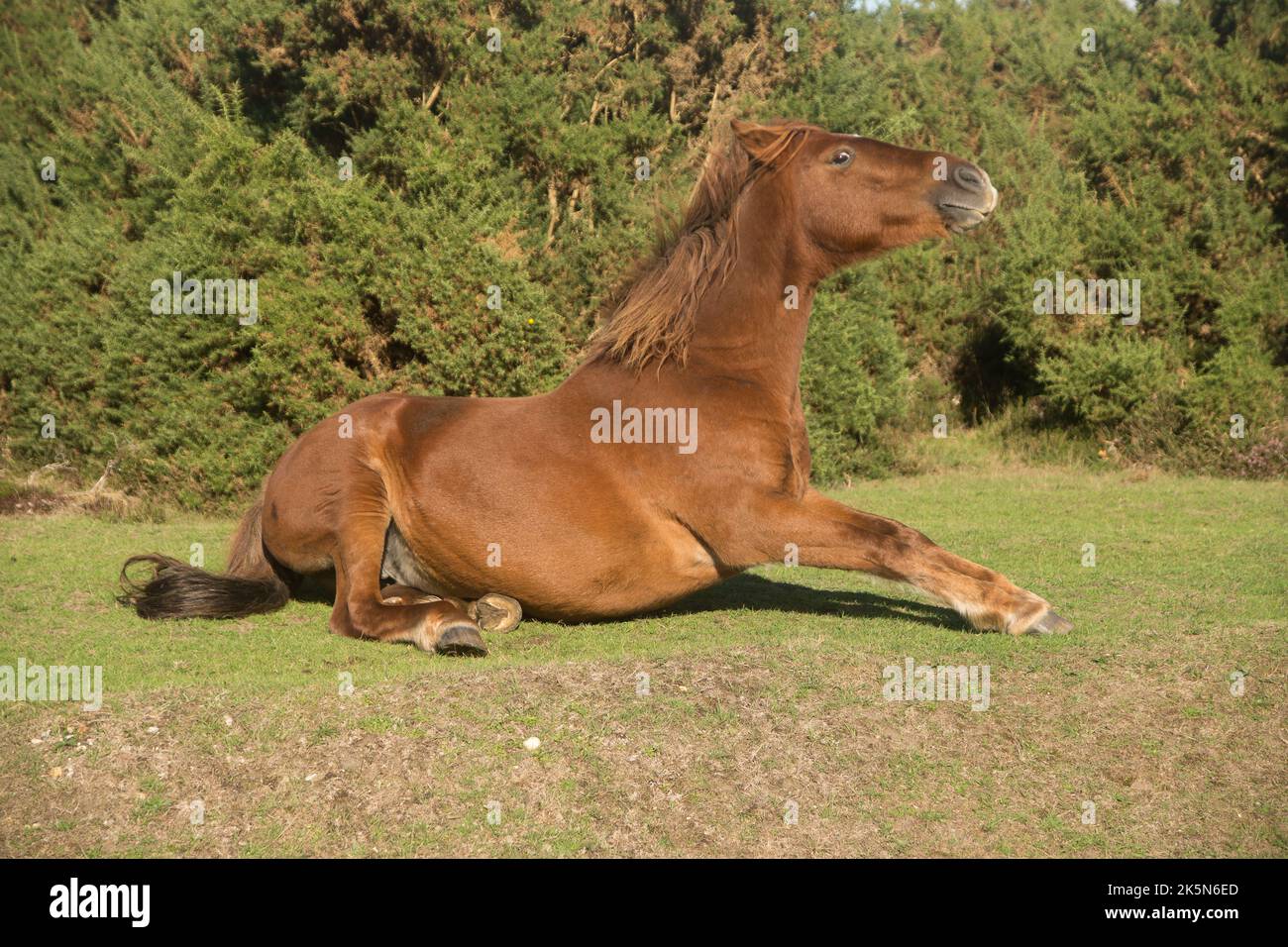 New Forest Ponies pony Stock Photo