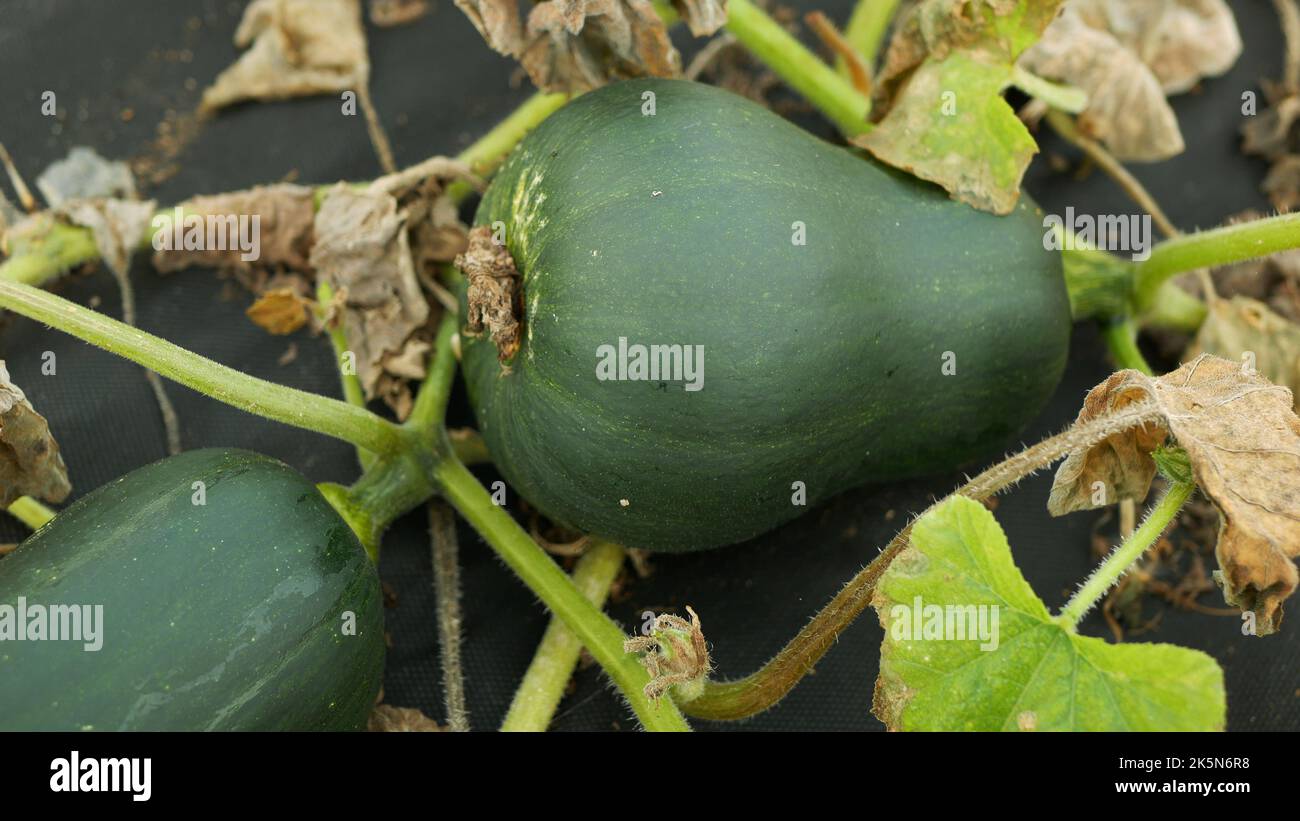 Pumpkin harvest butternut squash Cucurbita moschata gramma unripe green harvesting pepo winter