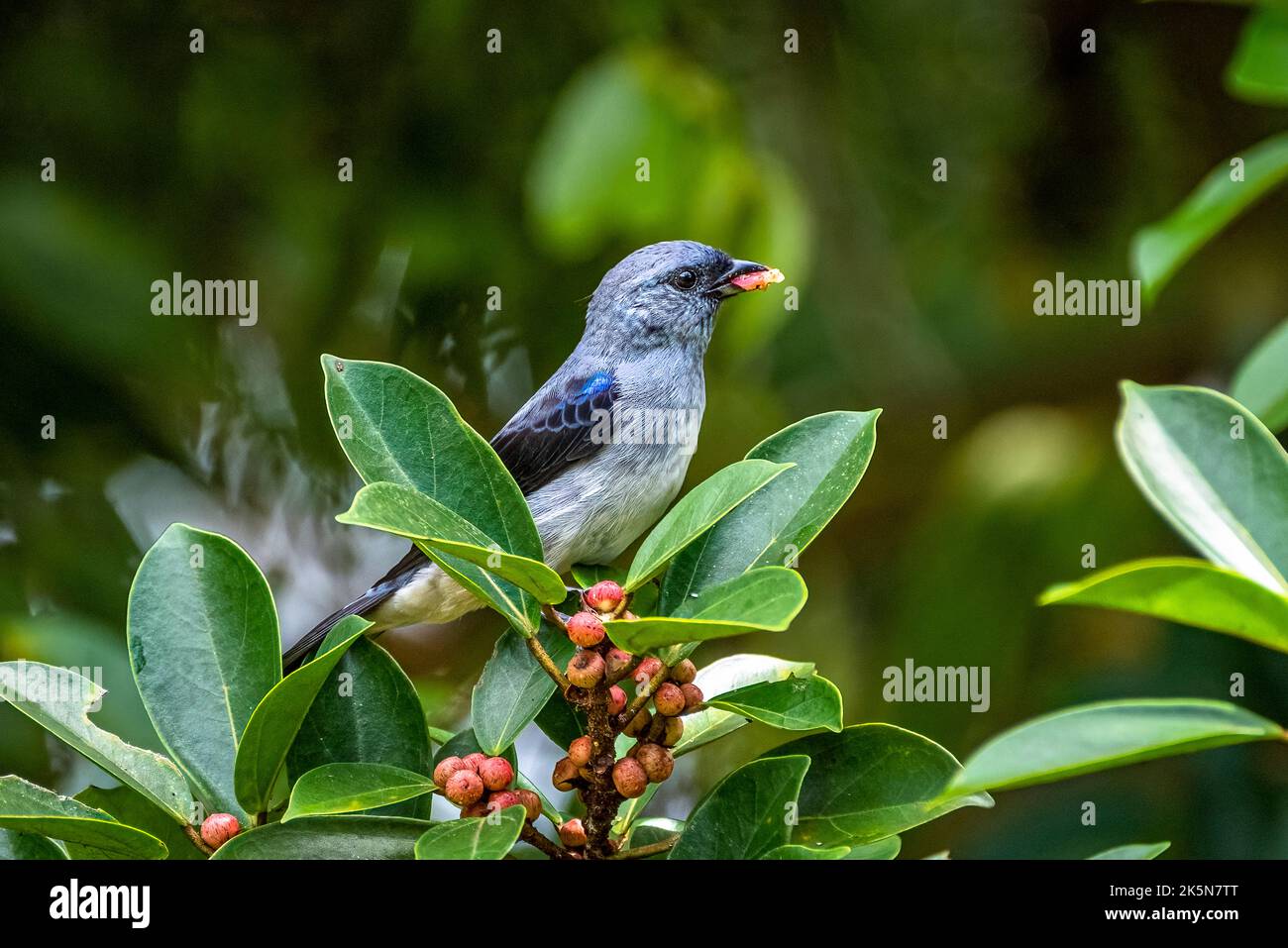 Plain colored Tanager eating small berry Stock Photo