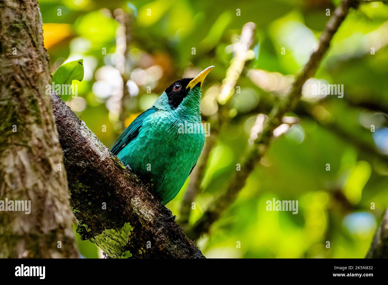 Green honeycreeper perched on a tree in Panamas rain forest Stock Photo