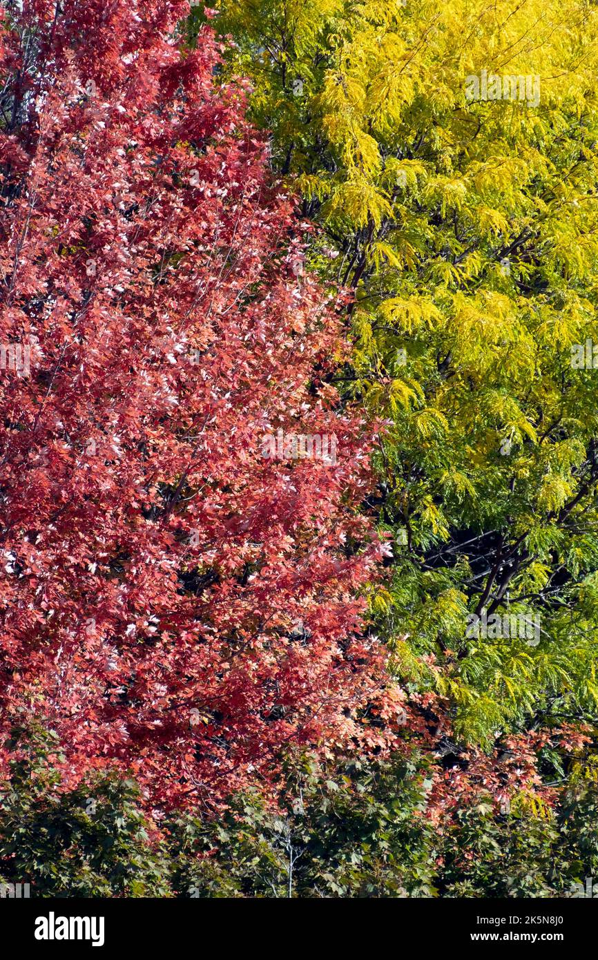 Fall colors red, yellow and green leaves on trees Stock Photo Alamy