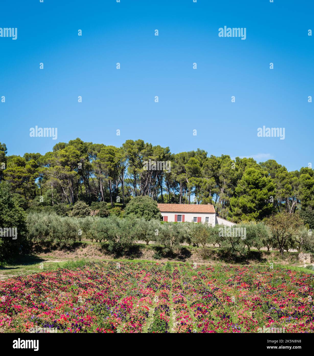Field of Petunia flowers, San Remy, Provence, France Stock Photo