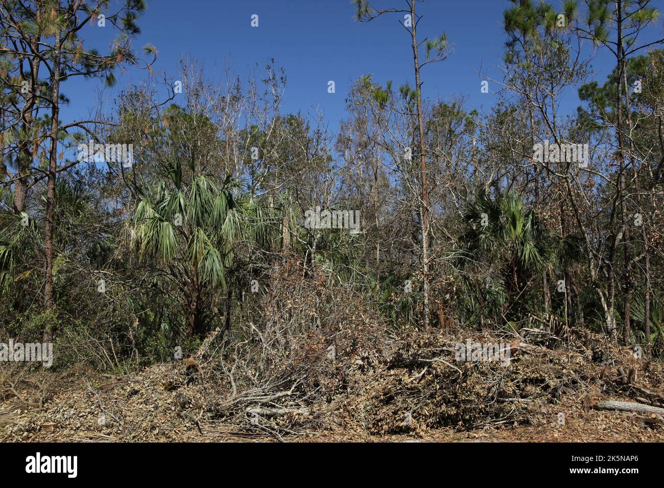 Brush, limbs and branches downed by Hurricane Ian lay along side of road awaiting pick up in N Fort Myers, Florida, Oct 8, 2022, © Katharine Andriotis Stock Photo
