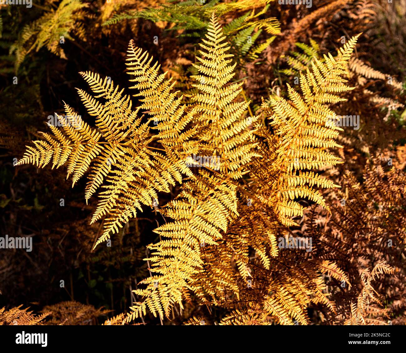 Fern leaves autumn hi-res stock photography and images - Alamy