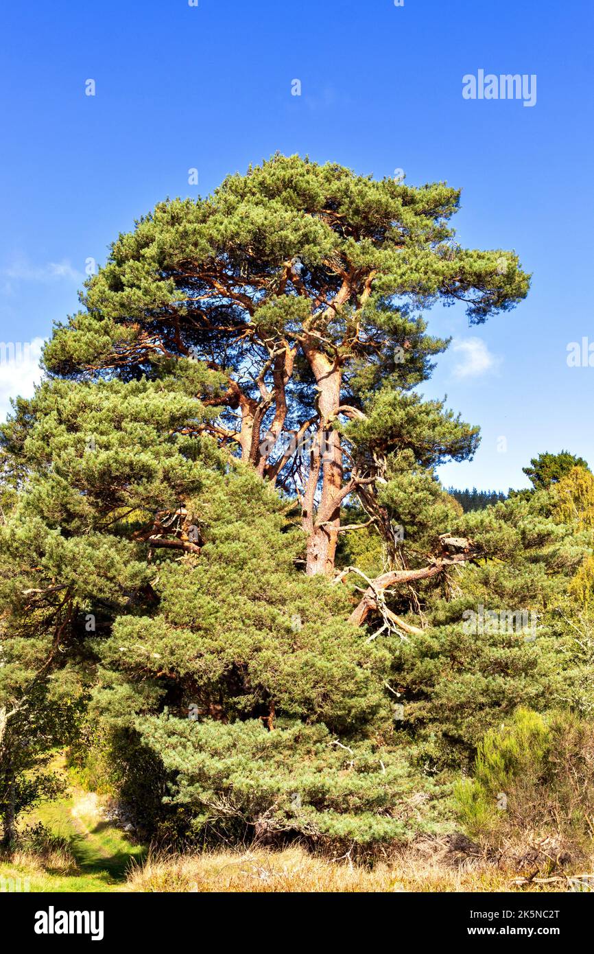 LARGE OLD SCOTS PINE TREE Pinus sylvestris IN SCOTLAND Stock Photo