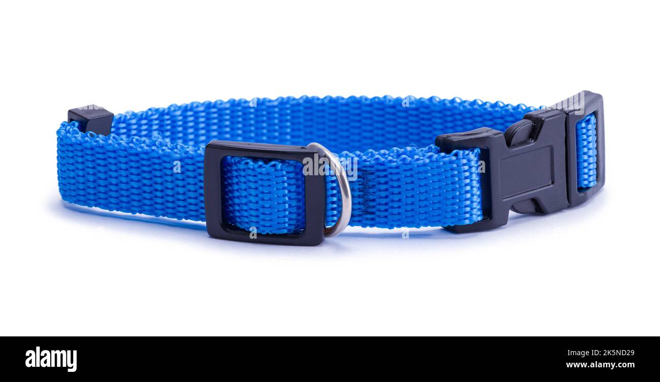 Blue Faberic Pet Collar Cut Out on White. Stock Photo