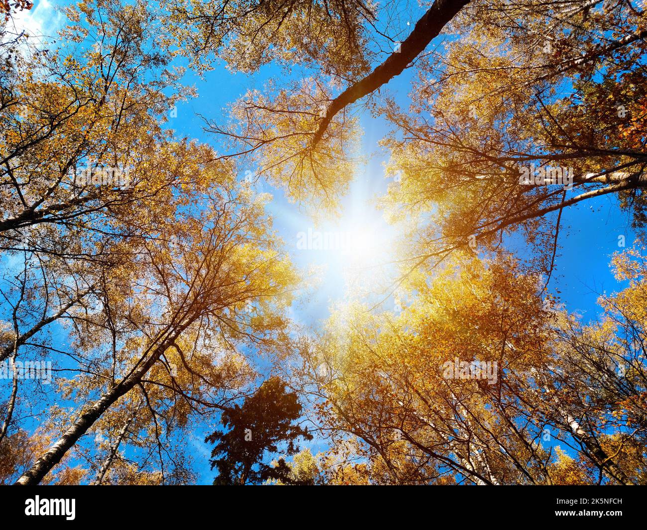 Looking up the trees in autumn forest. Fall forest background Stock Photo