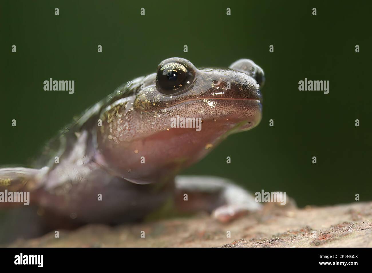 Detailed closeup on a juvenile Japanese endemic Hokkaido salamander, Hynbobius retardatus Stock Photo