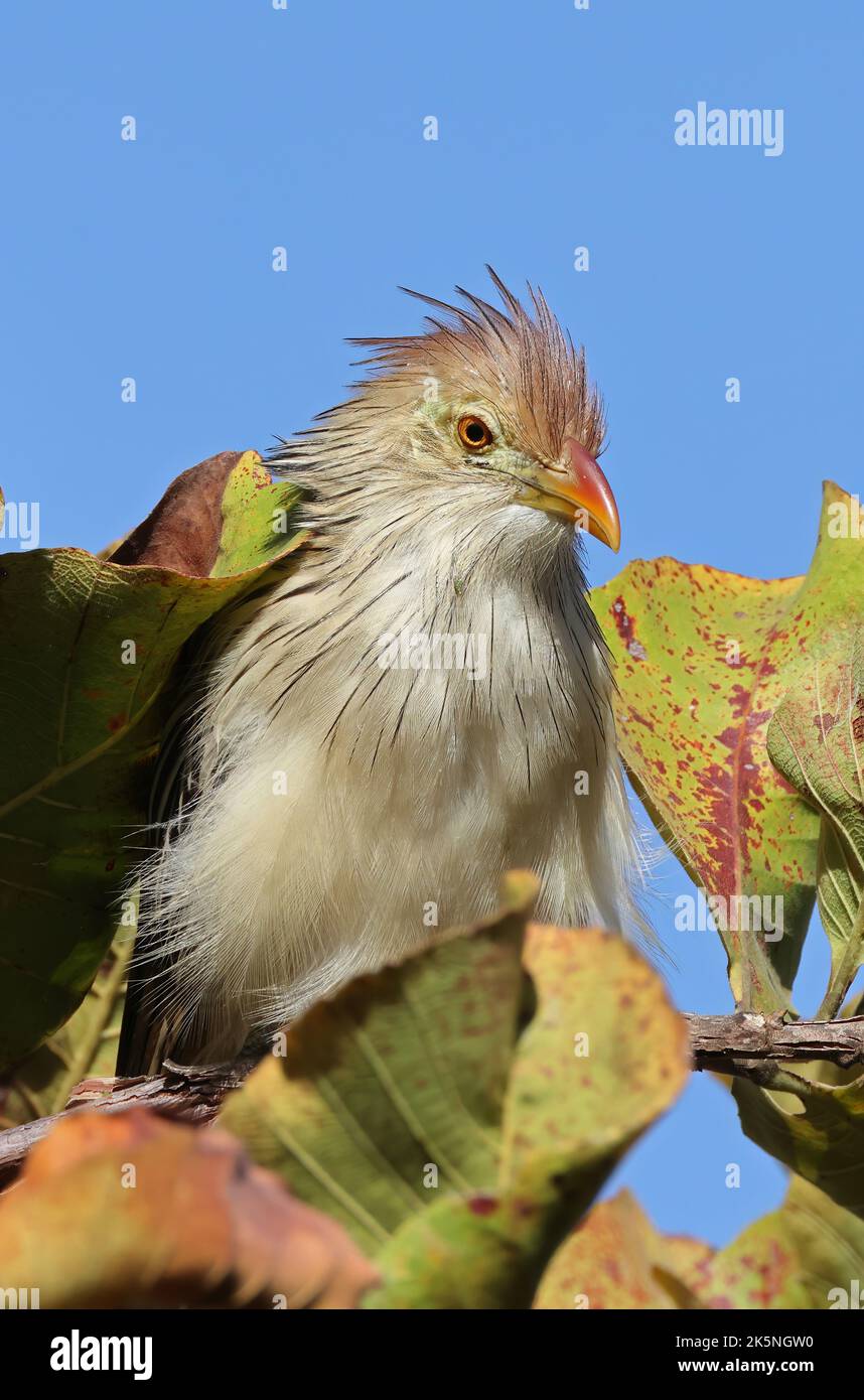 Guira Cuckoo (Guira guira) close-up of adult perched in tree  Pantanal, Brazil.          July Stock Photo