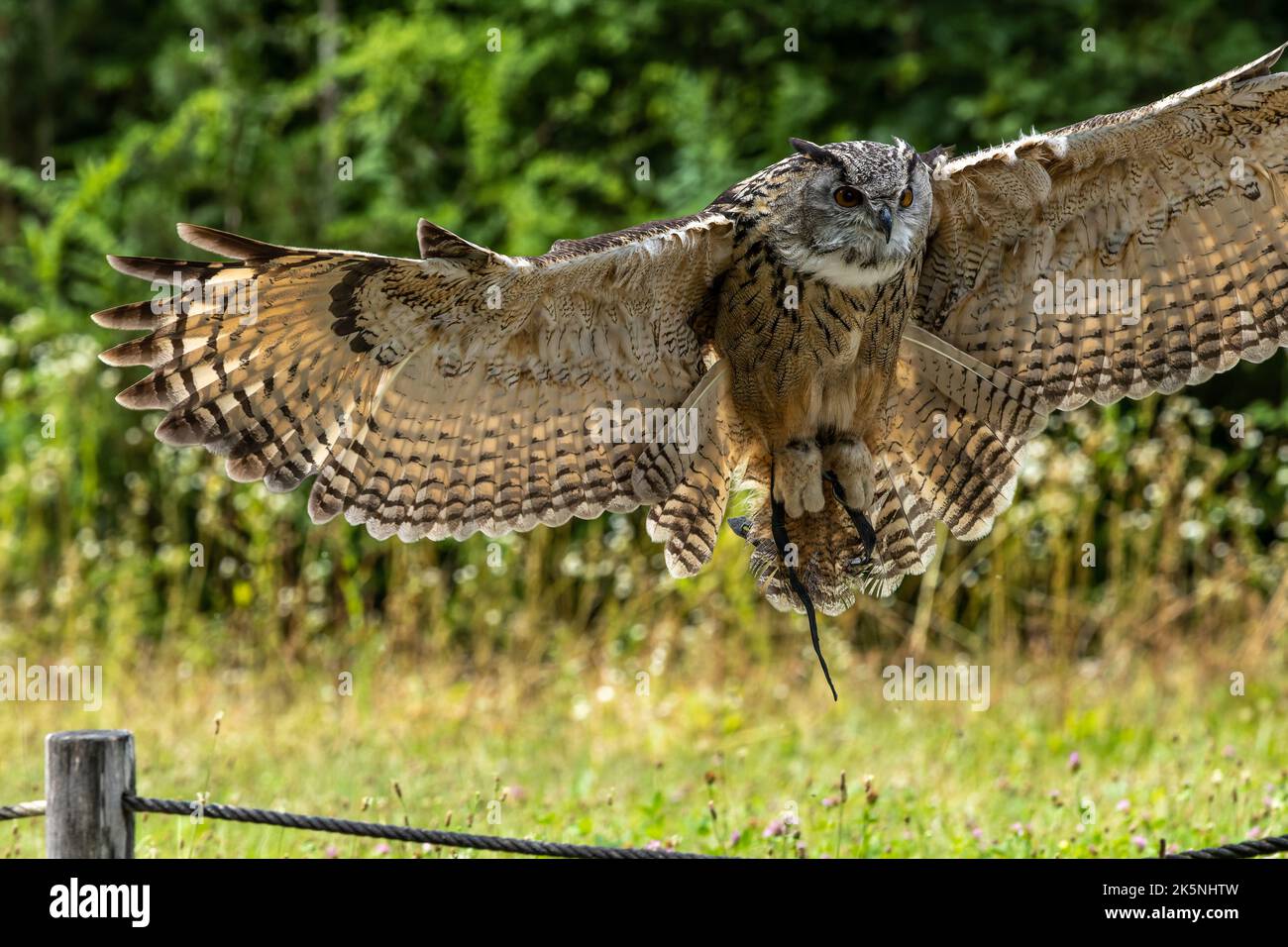 The Siberian eagle owl, bubo bubo sibiricus is the biggest owl in the world Stock Photo Alamy