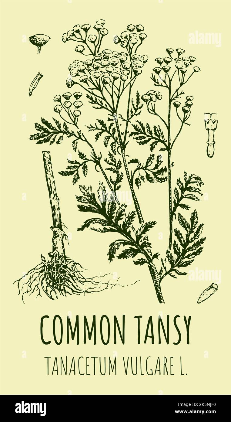 Vector drawings of COMMON TANSY. Hand drawn illustration. Latin name TANACETUM VULGARE L. Stock Photo