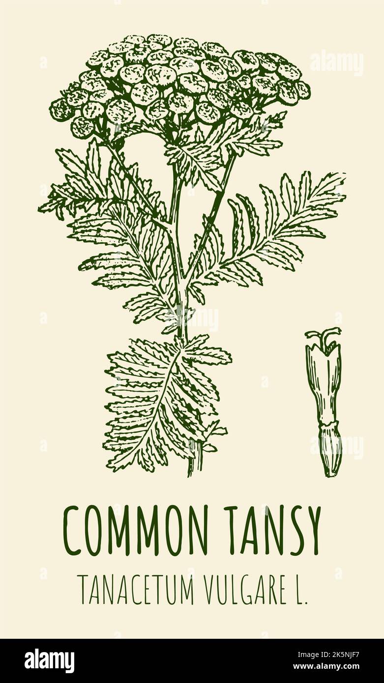 Vector drawings of COMMON TANSY. Hand drawn illustration. Latin name TANACETUM VULGARE L. Stock Photo