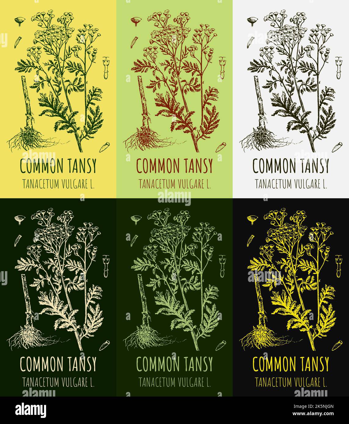 Set of vector drawings of COMMON TANSY in different colors. Hand drawn illustration. Latin name TANACETUM VULGARE L. Stock Photo