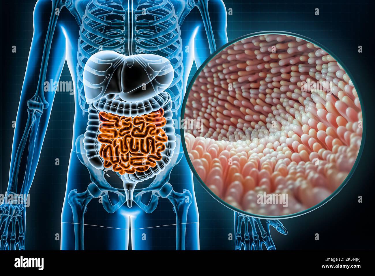 Human digestive system and gastrointestinal tract with microvilli of the small intestine or bowel 3D rendering illustration. Anatomy, medical, biology Stock Photo