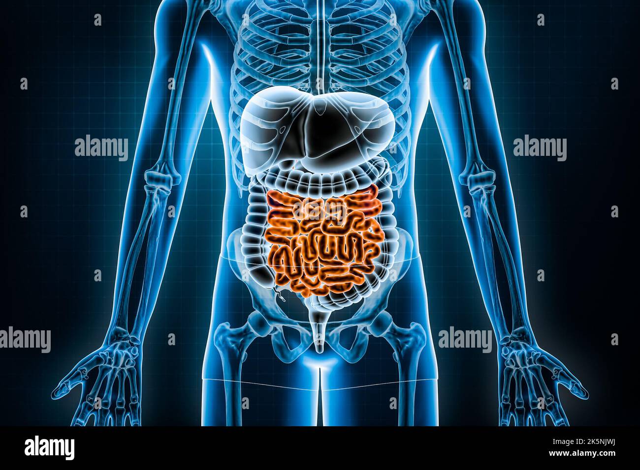 Digestive hi-res stock photography and images - Page 4 - Alamy