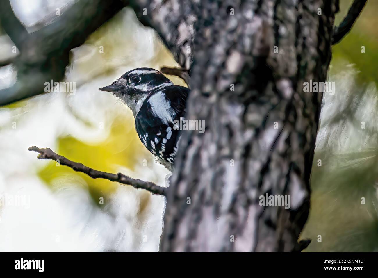 Male downy woodpecker peeking out from behind a tree with golden leaves on an autumn day in Taylors Falls, Minnesota USA. Stock Photo