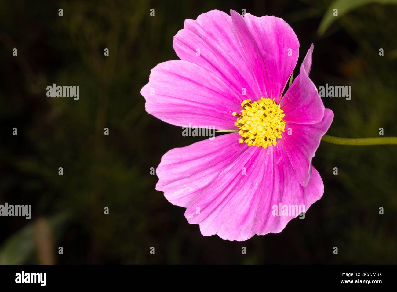 Beautiful gardern cosmos, a species of cosmos flower on the meadow. Pink flower on the green brurred background. Macro photo. Stock Photo