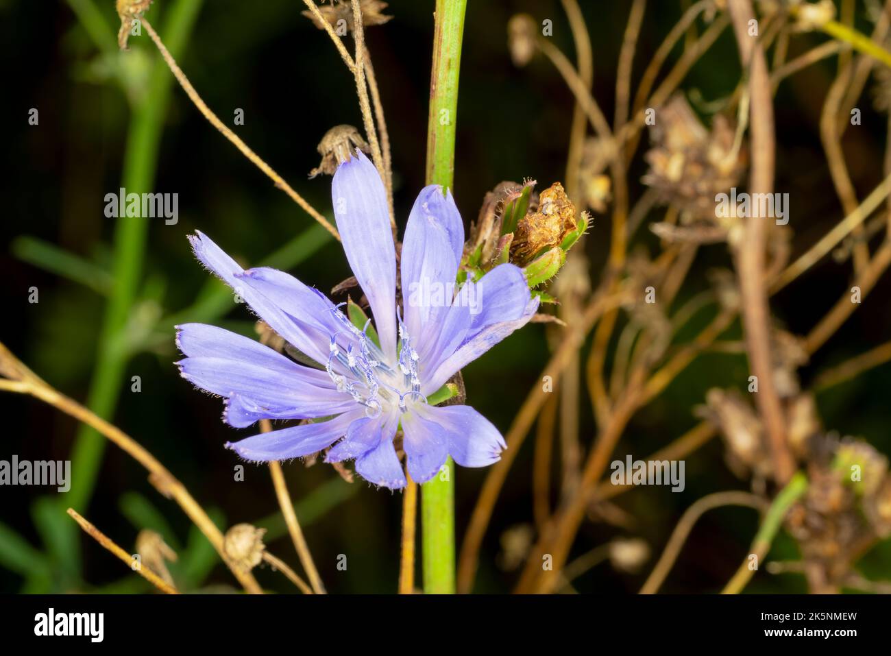 Common chicory, a species of chichorium. Violet flower with green and brown blurred background. Macro photo. Stock Photo