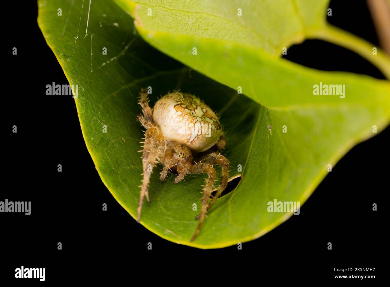 Dreaming on the leaf. beautiful crowned orbweaver (spider) staying on the leaf and waiting for the next victim. Closeup photo. Macro photo. Stock Photo
