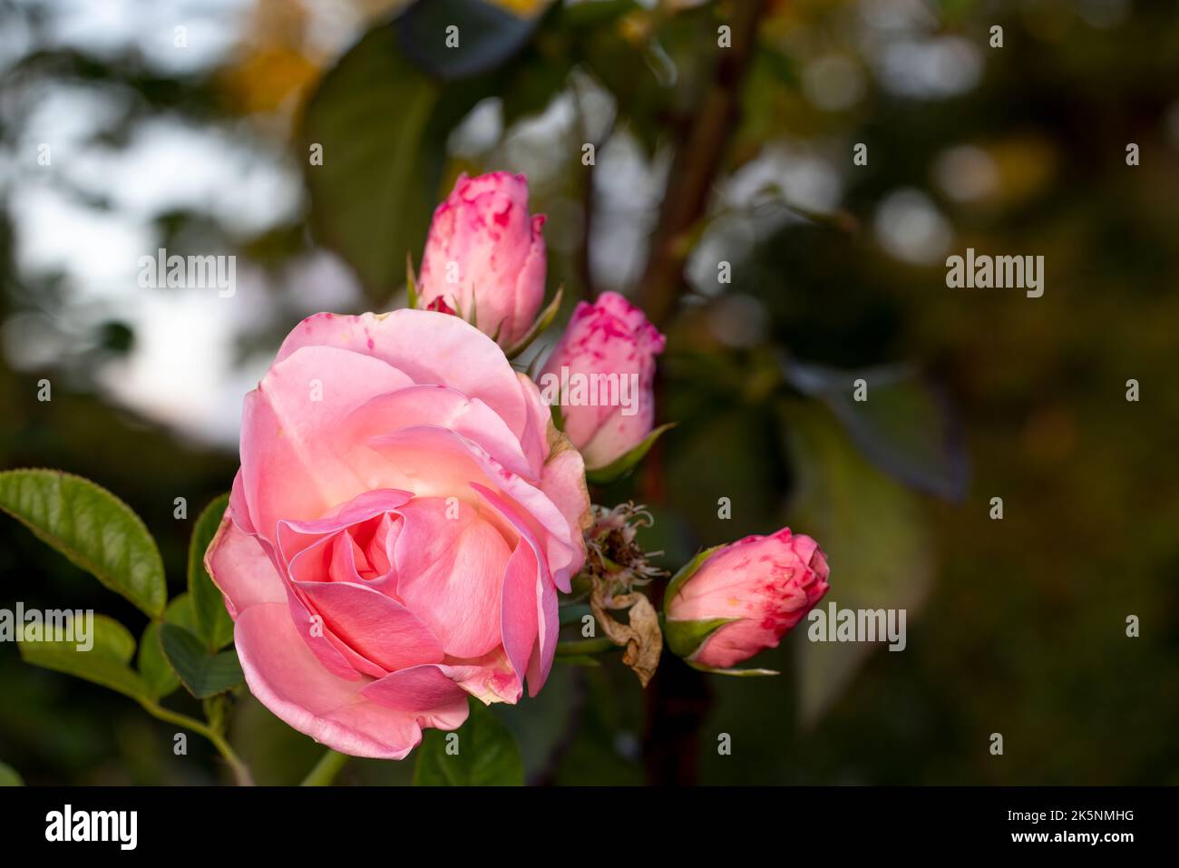Sweet light pink tea rose with blurred background in the day light. Close up photo. Stock Photo