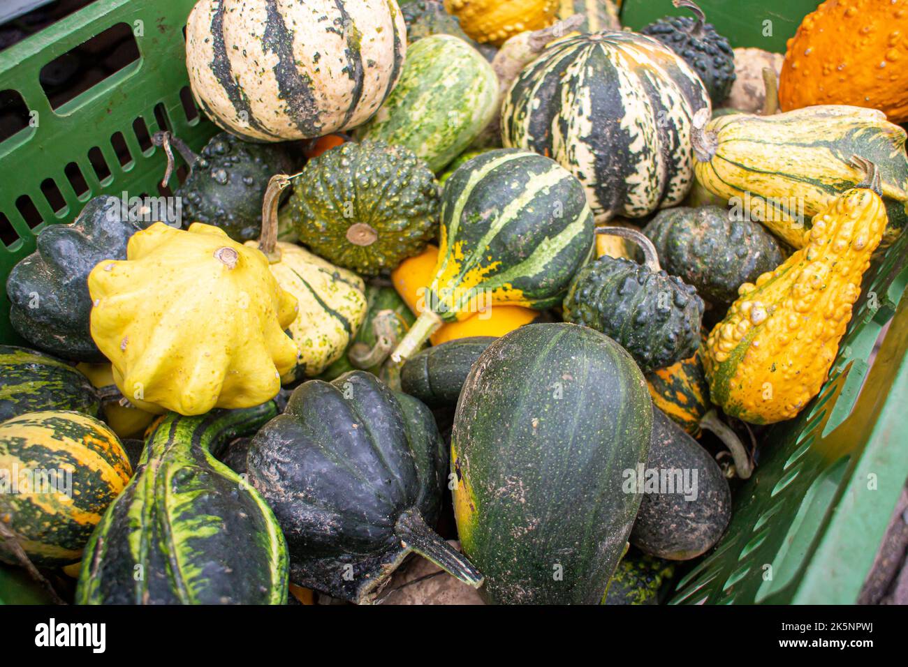 different types of ornamental pumpkins on a regional seasonal market in autumn with local products in Germany, called 'Herbstmarkt' (transl. autumn ma Stock Photo