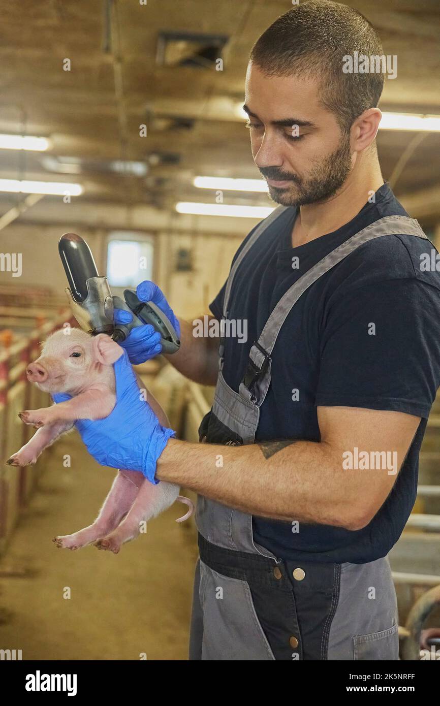 Farm worker gives a newborn piglet an iron injection Stock Photo