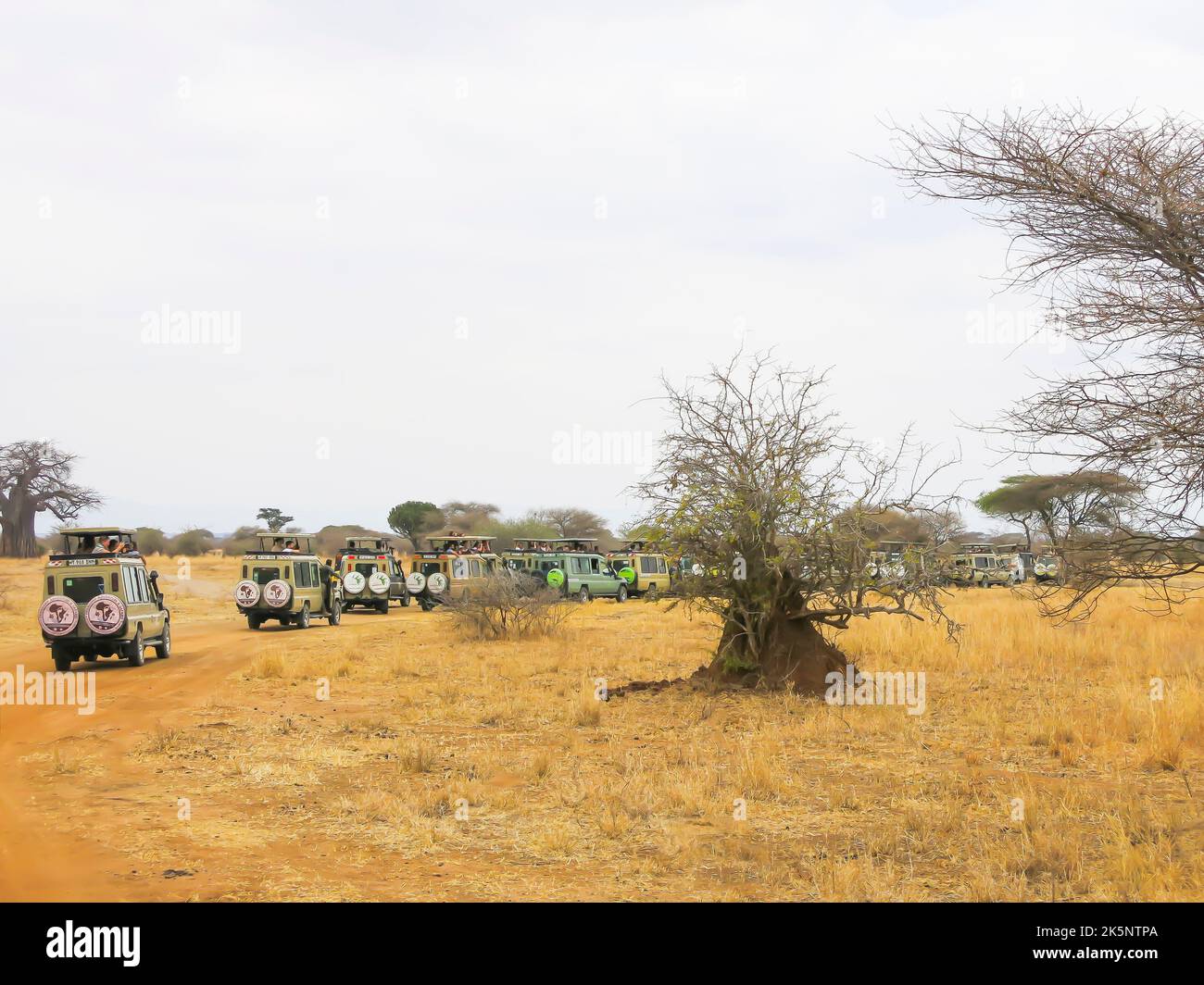 Safari Vehicles Positioned to Provide Best Viewing of Wild Animal Stock Photo