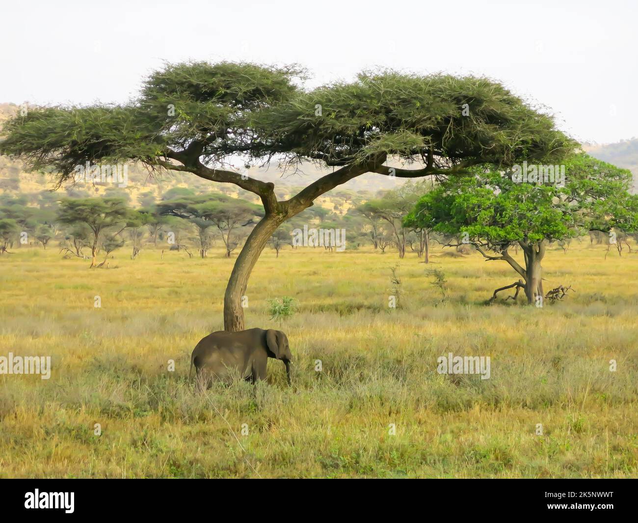 Elephant at Rest under Tree in Serengeti National Park, Tanzania, East Africa Stock Photo