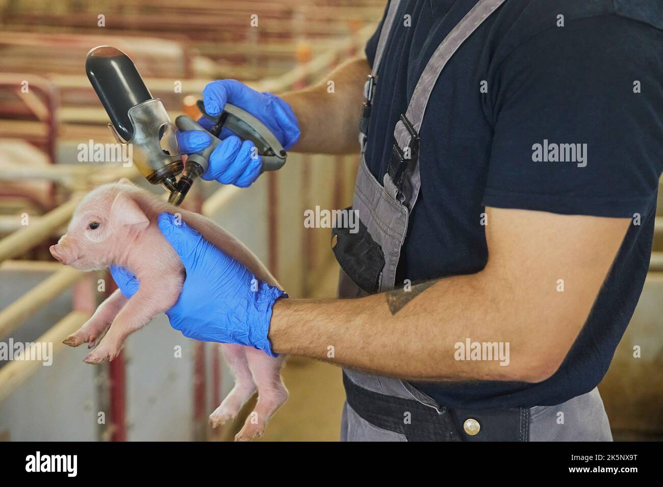 Farm worker gives a newborn piglet an iron injection. Stock Photo