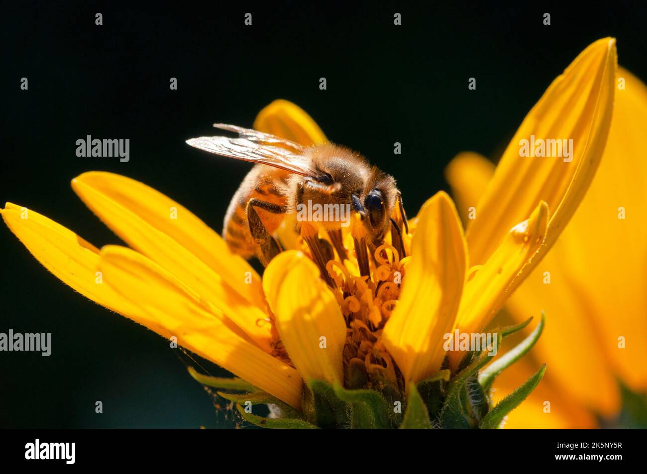 Bee Gathering Pollen on Jerusalem Artichoke Stock Photo Alamy