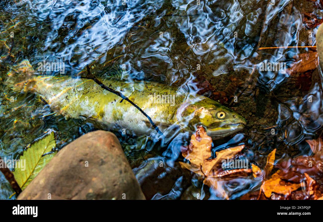 Salmon after spawning in river in British Columbia. Stock Photo