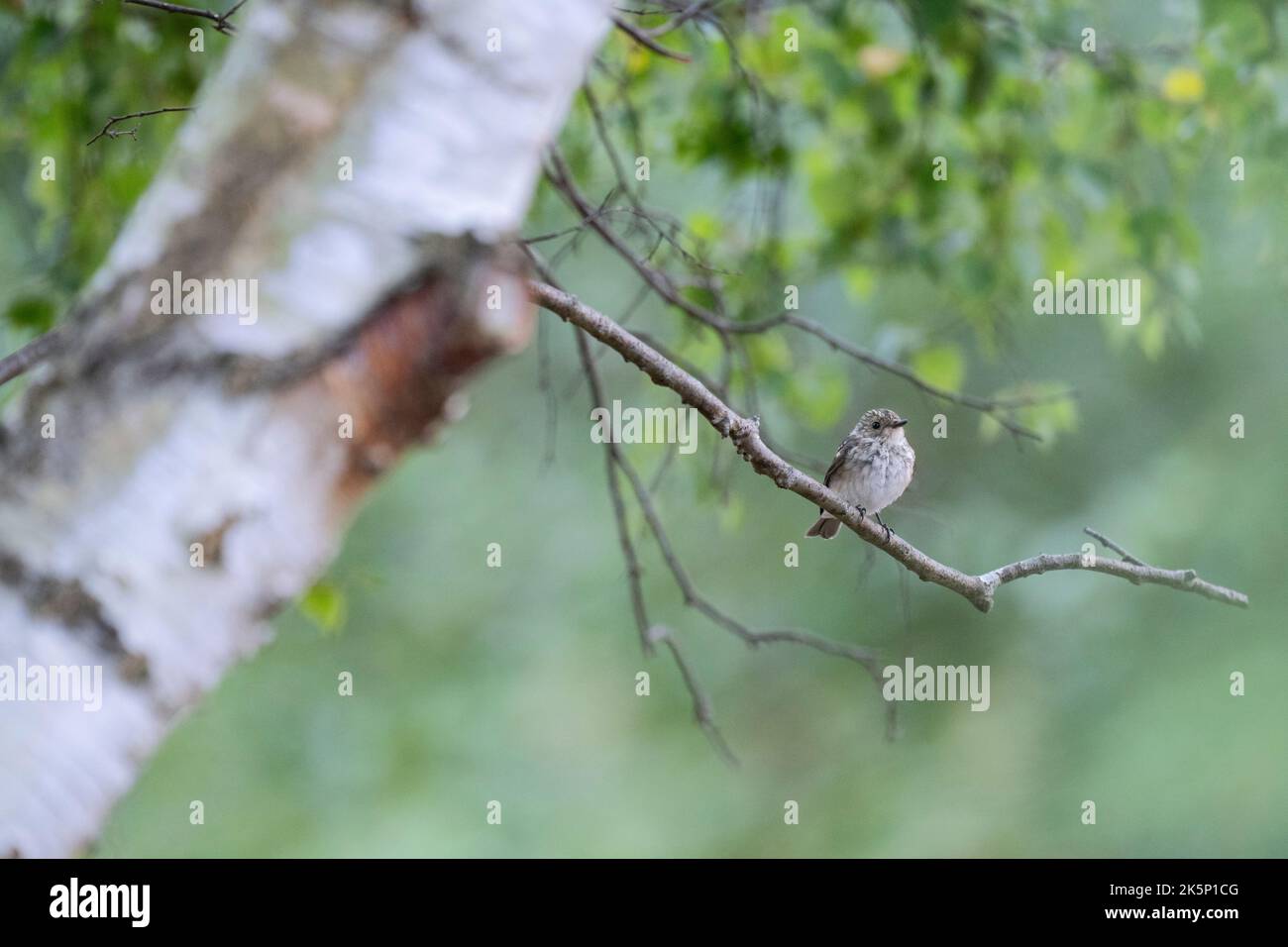 Spotted Flycatcher  Muscicapa striata, a single juvenile bird perched on a birch tree searching for insects, Nottinghamshire, UK, September Stock Photo