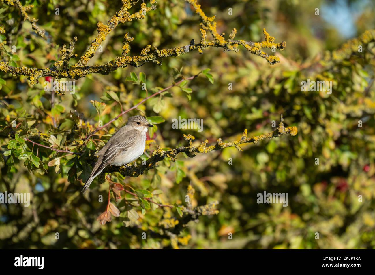 Spotted Flycatcher  Muscicapa striata, a single adult bird perched on a hawthorn bush during autumn, Yorkshire, UK, September Stock Photo
