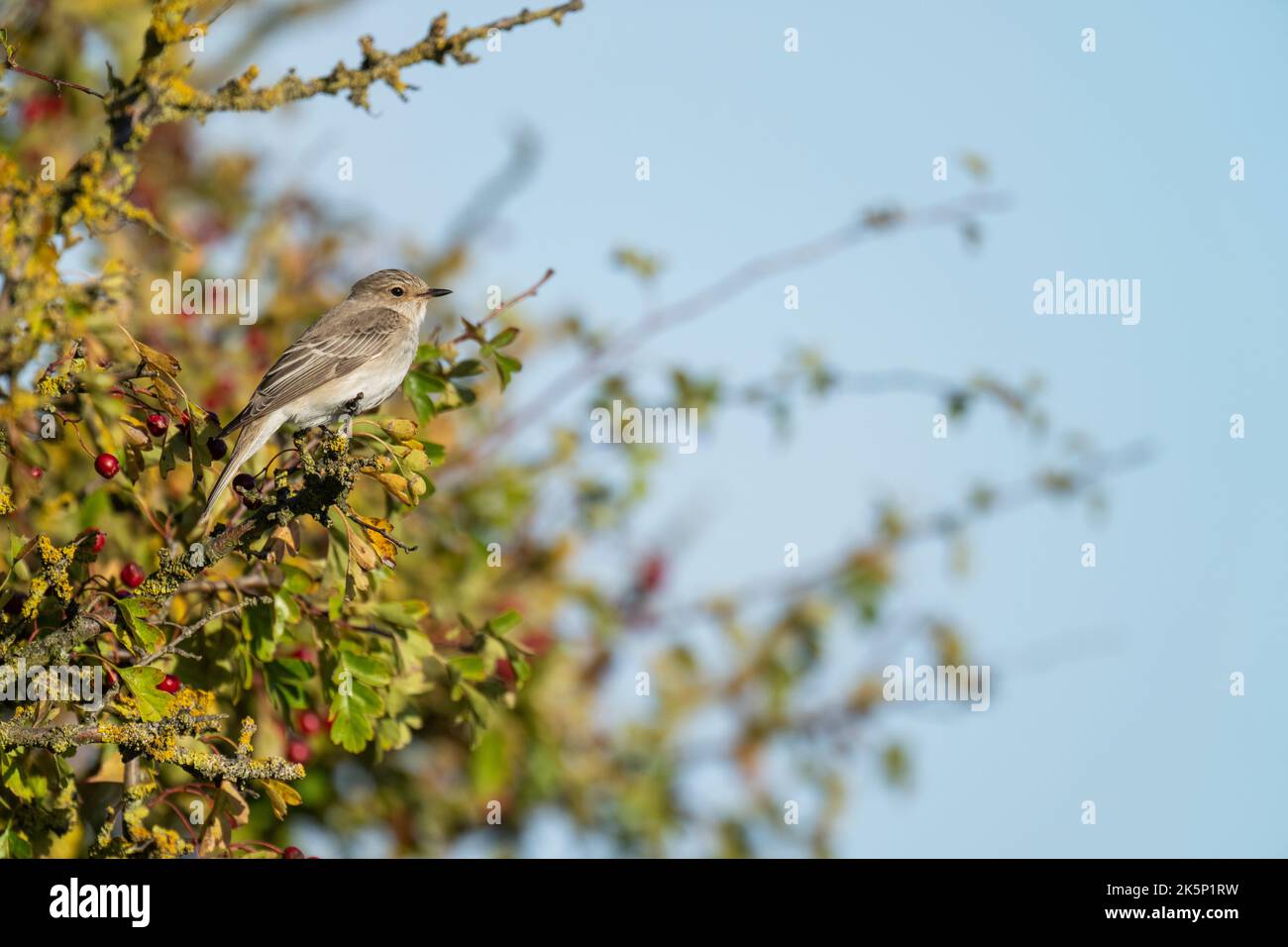 Spotted Flycatcher  Muscicapa striata, a single adult bird perched on a hawthorn bush during autumn, Yorkshire, UK, September Stock Photo