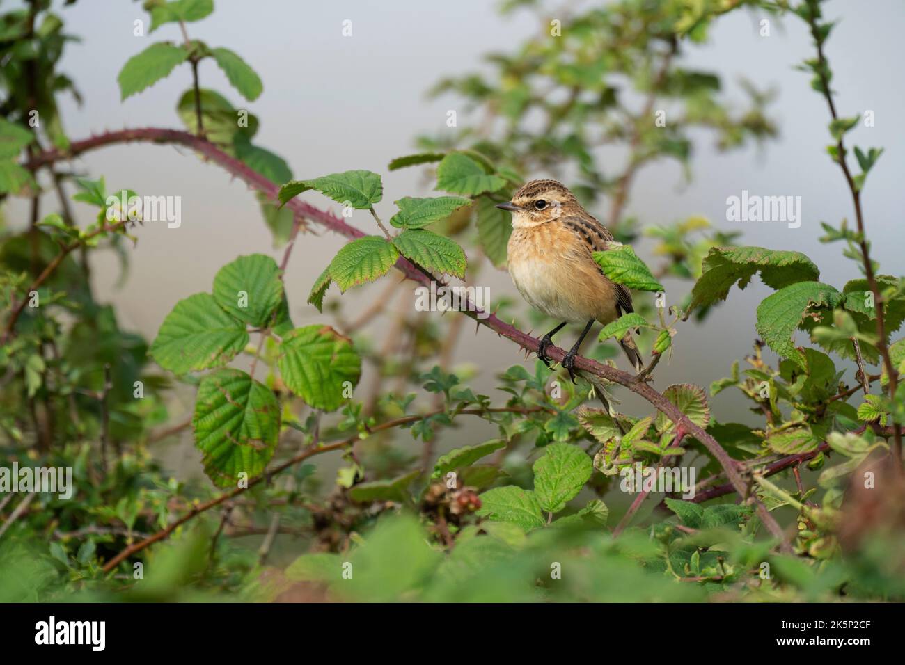 Whinchat Saxicola rubetra, a single juvenile plumaged bird perched within a hawthorn hedgerow, Yorkshire, UK, August Stock Photo