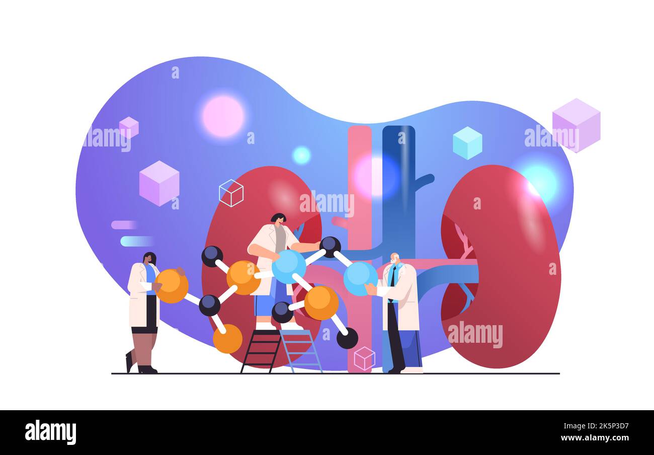 scientists examining anatomical kidney human body internal organ