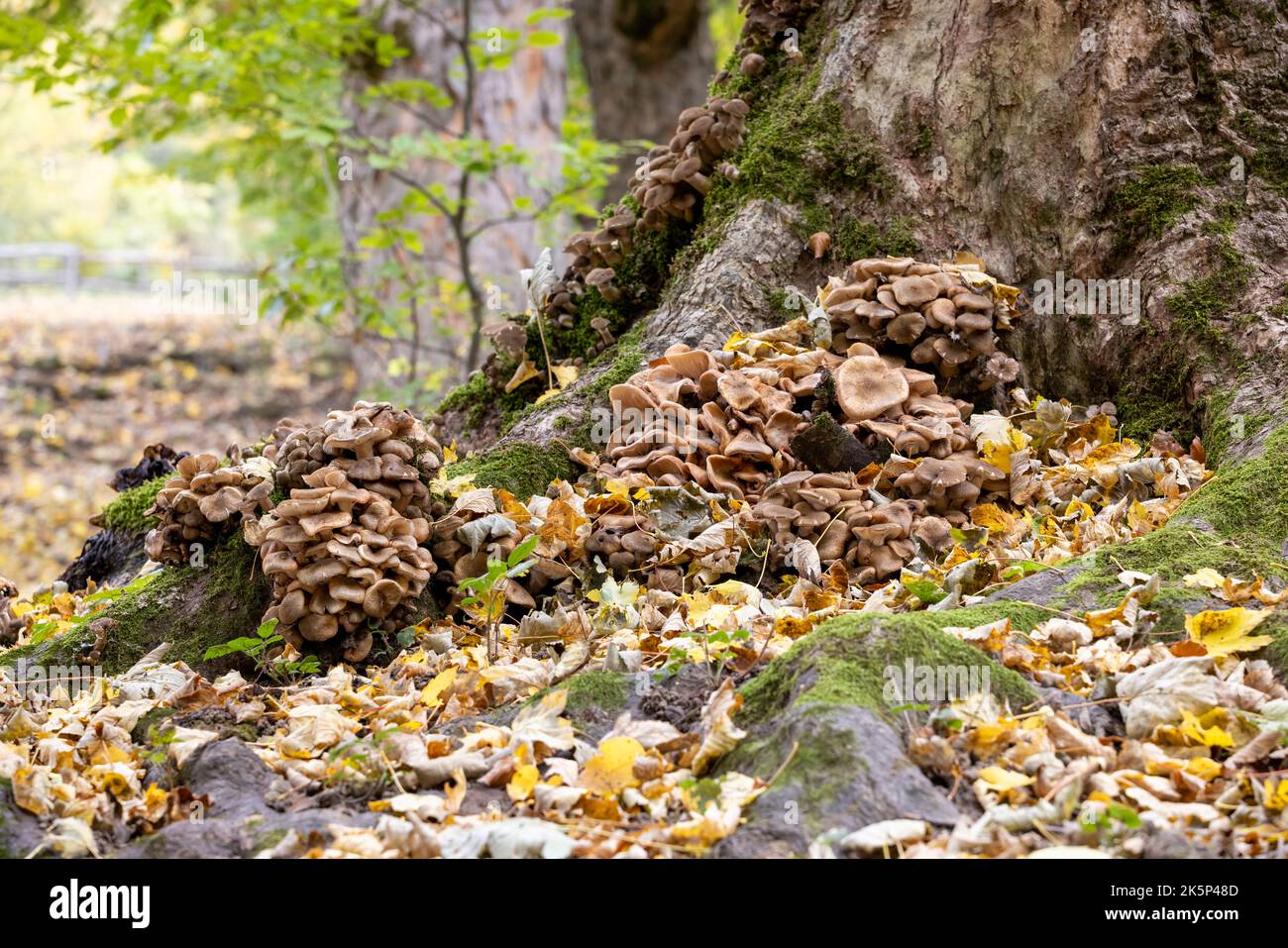 Mushrooms in the forest in autumn, Abruzzo, Italy. Stock Photo