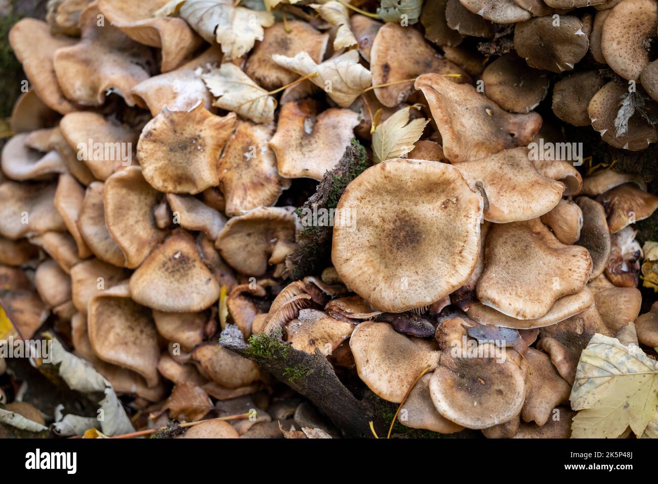Mushrooms in the forest in autumn, Abruzzo, Italy. Stock Photo