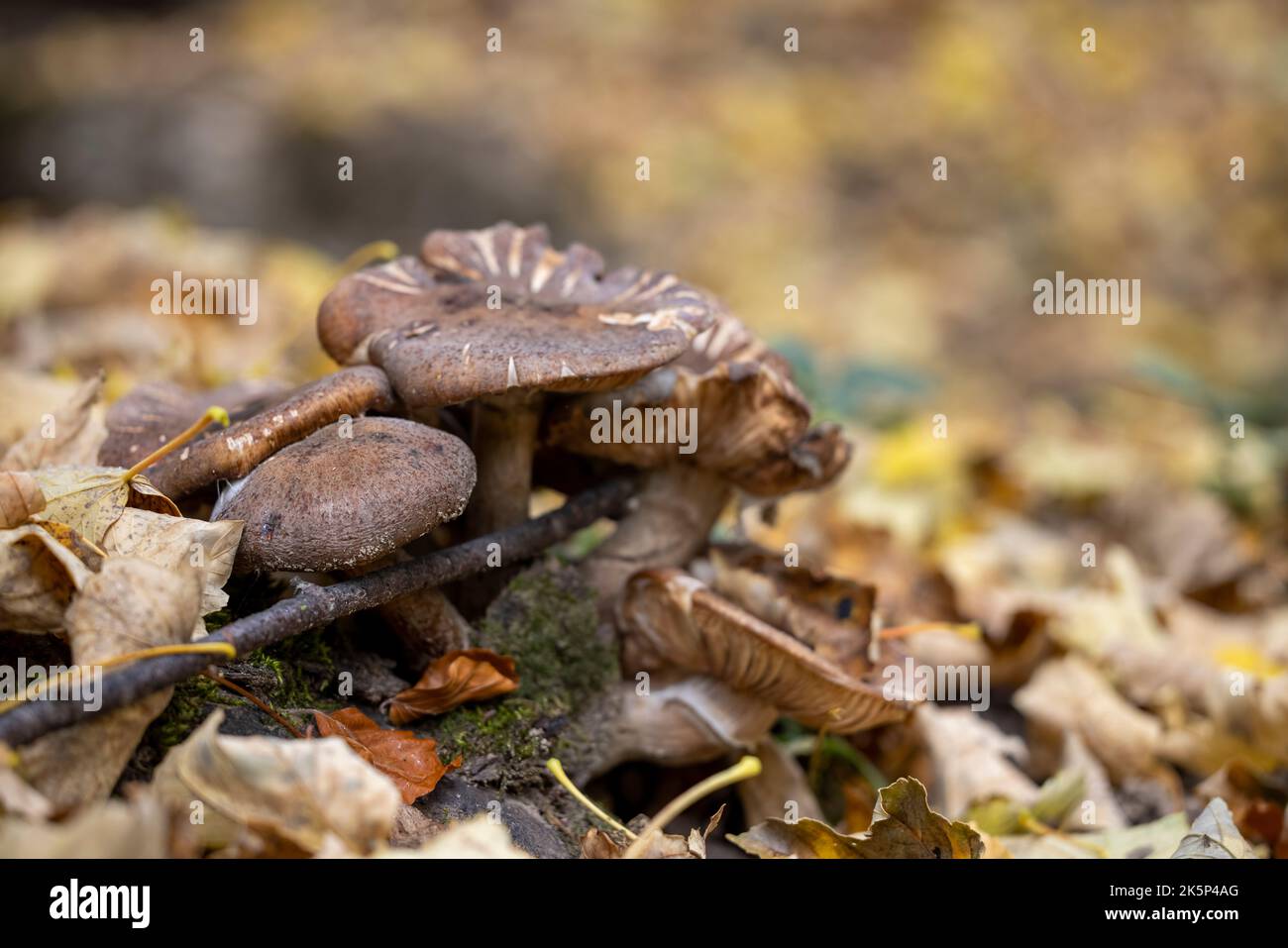Mushrooms in the forest in autumn, Abruzzo, Italy. Stock Photo