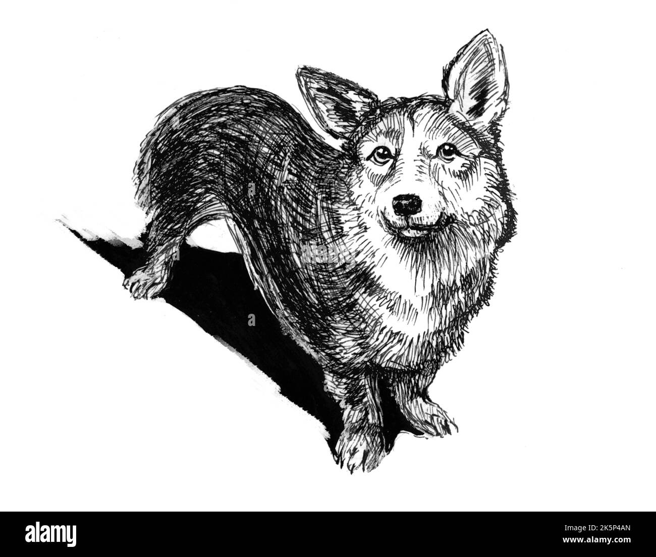 Corgi dog - illustration made with a pen, black and white drawing. Cute dog in a gentle perspective. Portrait of the whole silhouette. Drawing. Stock Photo