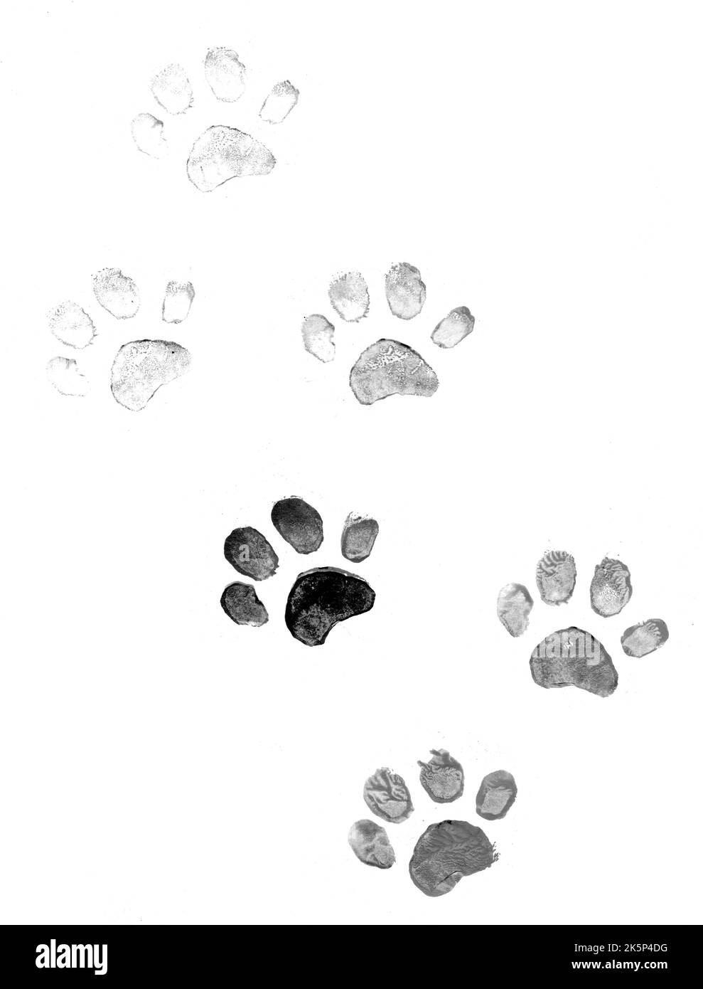 pet-paw-prints-on-paper-monochrome-texture-with-dog-or-cat-paw-prints