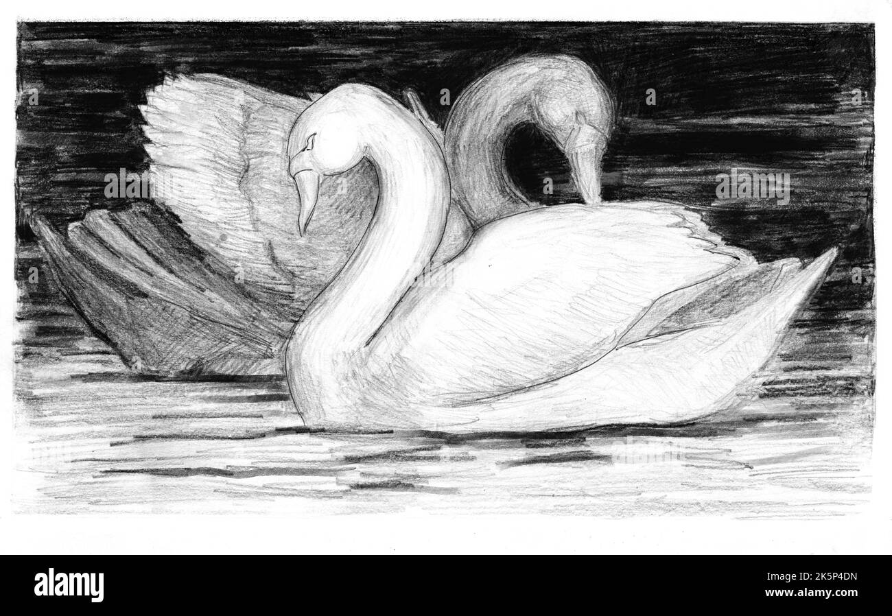 swans in love drawing
