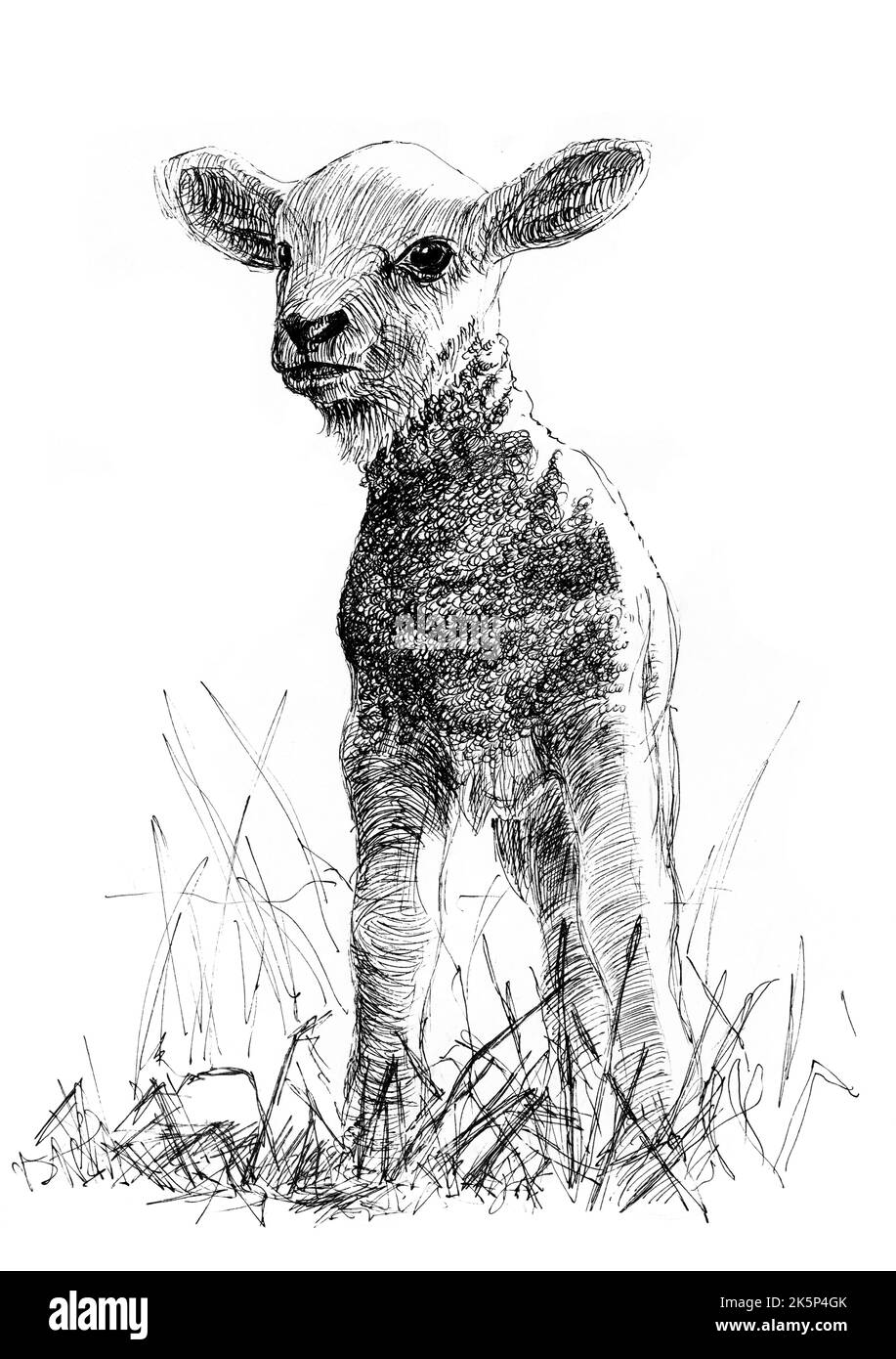 A little sheep standing in a meadow. Black and white pen drawing. Stock Photo