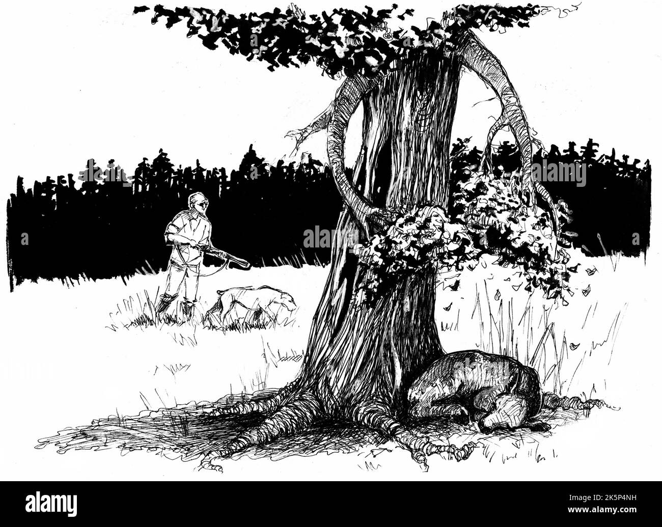 A tree tries to hide a deer sleeping in its shade from an approaching hunter. Monochrome illustration done with pen and paint. Stock Photo