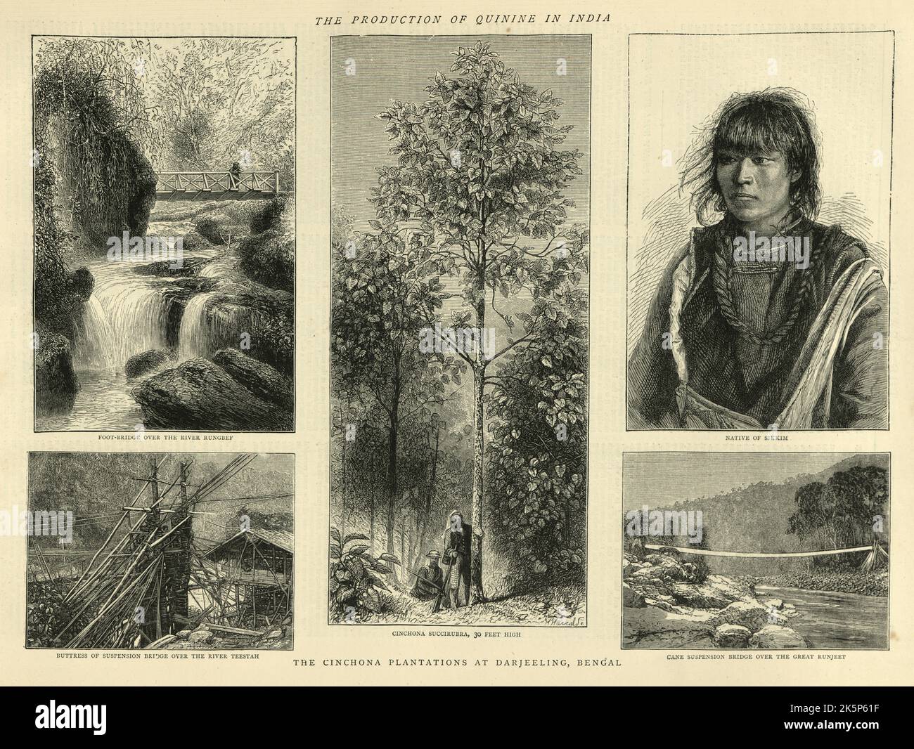 Production of Quinine in India, Cinchona Plantation at Darjeeling, Bengal, 1870s, 19th Century Stock Photo