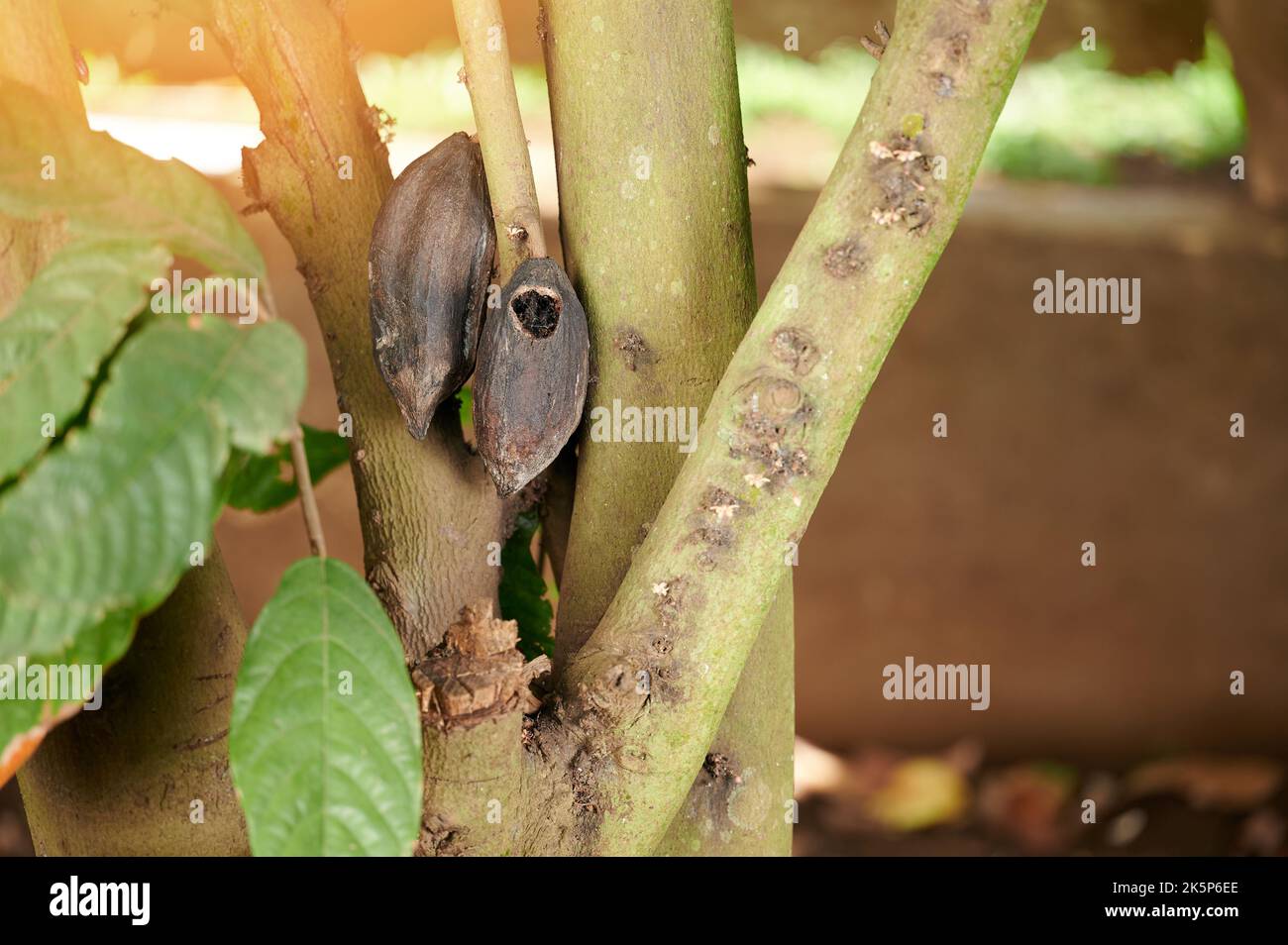 Dry cacao pods on tree with hole after  decease Stock Photo