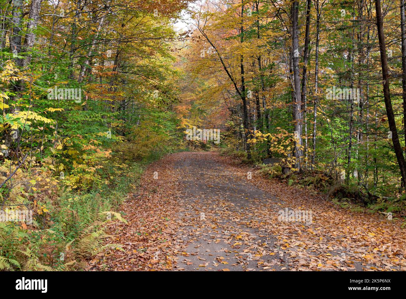 A wilderness logging road in the Adirondack Mountains, NY USA in autumn with leaves turning colors Stock Photo