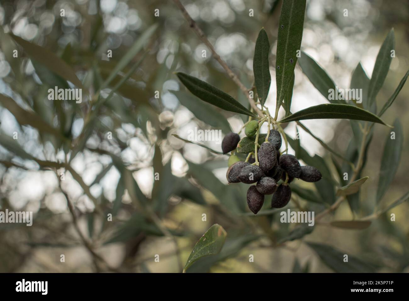 Branch of an olive tree. Black greek olives. Blurry olive leaves in the backround Stock Photo