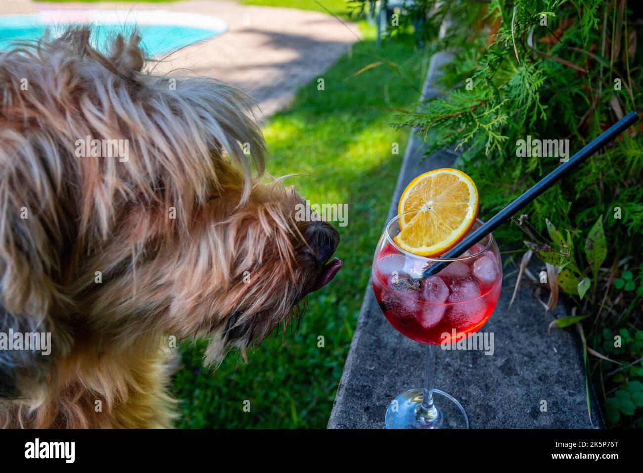 Dog sticks out his tongue, she wants summer drink. Funny situation, it is alcohol cocktail Stock